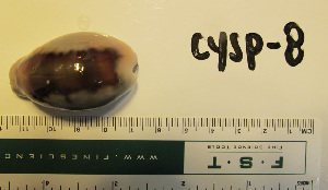  (Cypraea spadicea - CYSP-8)  @13 [ ] No Rights Reserved (2013) Unspecified Coastal Marine Biolabs