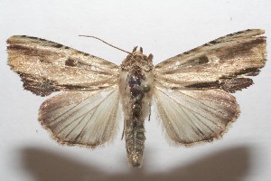  ( - 07-SRNP-105975)  @14 [ ] CreativeCommons - Attribution Non-Commercial Share-Alike (2008) Daniel H. Janzen Guanacaste Dry Forest Conservation Fund