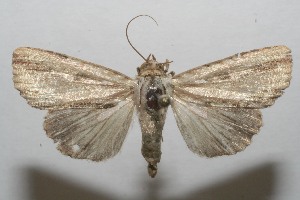  ( - 07-SRNP-105976)  @14 [ ] CreativeCommons - Attribution Non-Commercial Share-Alike (2008) Daniel H. Janzen Guanacaste Dry Forest Conservation Fund