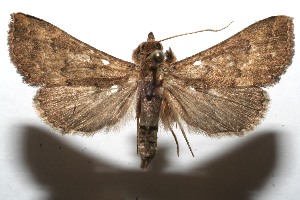  ( - 08-SRNP-101578)  @13 [ ] CreativeCommons - Attribution Non-Commercial Share-Alike (2008) Daniel H. Janzen Guanacaste Dry Forest Conservation Fund