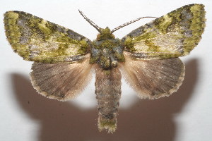  ( - 07-SRNP-106163)  @14 [ ] CreativeCommons - Attribution Non-Commercial Share-Alike (2008) Daniel H. Janzen Guanacaste Dry Forest Conservation Fund