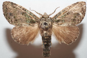 ( - 07-SRNP-106173)  @14 [ ] CreativeCommons - Attribution Non-Commercial Share-Alike (2008) Daniel H. Janzen Guanacaste Dry Forest Conservation Fund