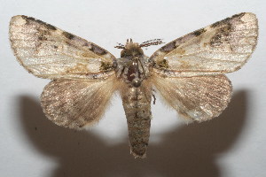  ( - 07-SRNP-106201)  @14 [ ] CreativeCommons - Attribution Non-Commercial Share-Alike (2008) Daniel H. Janzen Guanacaste Dry Forest Conservation Fund