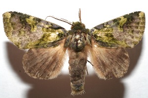  ( - 07-SRNP-106788)  @14 [ ] CreativeCommons - Attribution Non-Commercial Share-Alike (2008) Daniel H. Janzen Guanacaste Dry Forest Conservation Fund