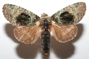  ( - 07-SRNP-107284)  @14 [ ] CreativeCommons - Attribution Non-Commercial Share-Alike (2008) Daniel H. Janzen Guanacaste Dry Forest Conservation Fund