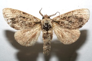  ( - 07-SRNP-110307)  @14 [ ] CreativeCommons - Attribution Non-Commercial Share-Alike (2008) Daniel H. Janzen Guanacaste Dry Forest Conservation Fund