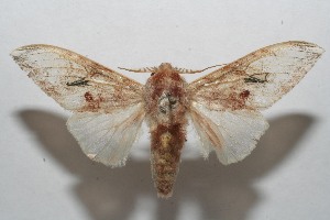  ( - 07-SRNP-111587)  @13 [ ] CreativeCommons - Attribution Non-Commercial Share-Alike (2008) Daniel H. Janzen Guanacaste Dry Forest Conservation Fund