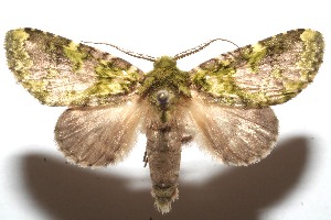  ( - 08-SRNP-100688)  @14 [ ] CreativeCommons - Attribution Non-Commercial Share-Alike (2008) Daniel H. Janzen Guanacaste Dry Forest Conservation Fund