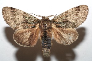  ( - 08-SRNP-101224)  @14 [ ] CreativeCommons - Attribution Non-Commercial Share-Alike (2008) Daniel H. Janzen Guanacaste Dry Forest Conservation Fund