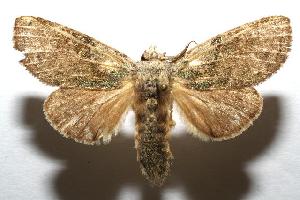  ( - 06-SRNP-100099)  @14 [ ] CreativeCommons - Attribution Non-Commercial Share-Alike (2006) Daniel H. Janzen Guanacaste Dry Forest Conservation Fund