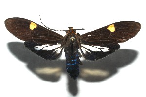  ( - 16-SRNP-105525)  @14 [ ] CreativeCommons  Attribution Non-Commercial Share-Alike (2017) Daniel H. Janzen Guanacaste Dry Forest Conservation Fund