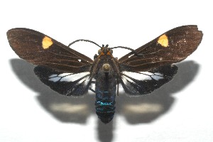  ( - 16-SRNP-105526)  @14 [ ] CreativeCommons  Attribution Non-Commercial Share-Alike (2017) Daniel H. Janzen Guanacaste Dry Forest Conservation Fund