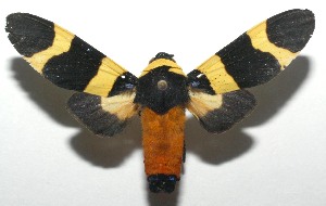  ( - 16-SRNP-106418)  @14 [ ] CreativeCommons  Attribution Non-Commercial Share-Alike (2017) Daniel H. Janzen Guanacaste Dry Forest Conservation Fund