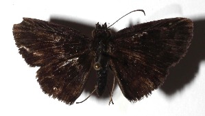  ( - 16-SRNP-40727)  @12 [ ] CreativeCommons  Attribution Non-Commercial Share-Alike (2019) Daniel H. Janzen Guanacaste Dry Forest Conservation Fund