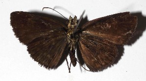  ( - 16-SRNP-40727)  @12 [ ] CreativeCommons  Attribution Non-Commercial Share-Alike (2019) Daniel H. Janzen Guanacaste Dry Forest Conservation Fund