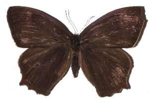  ( - 16-SRNP-46850)  @11 [ ] CreativeCommons - Attribution Non-Commercial Share-Alike (2018) Daniel H. Janzen Guanacaste Dry Forest Conservation Fund