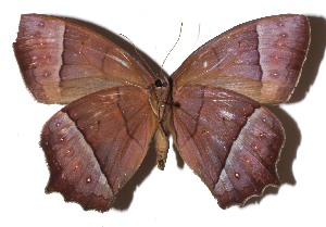  ( - 16-SRNP-46850)  @11 [ ] CreativeCommons - Attribution Non-Commercial Share-Alike (2018) Daniel H. Janzen Guanacaste Dry Forest Conservation Fund