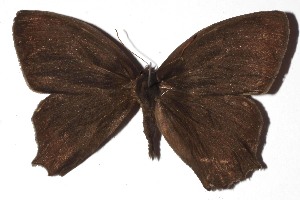  ( - 16-SRNP-46853)  @11 [ ] CreativeCommons - Attribution Non-Commercial Share-Alike (2018) Daniel H. Janzen Guanacaste Dry Forest Conservation Fund