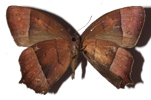  ( - 16-SRNP-46853)  @11 [ ] CreativeCommons - Attribution Non-Commercial Share-Alike (2018) Daniel H. Janzen Guanacaste Dry Forest Conservation Fund