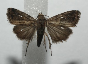  ( - 17-SRNP-101055)  @13 [ ] CreativeCommons - Attribution Non-Commercial Share-Alike (2018) Daniel H. Janzen Guanacaste Dry Forest Conservation Fund