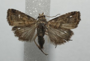  ( - 17-SRNP-101058)  @13 [ ] CreativeCommons - Attribution Non-Commercial Share-Alike (2018) Daniel H. Janzen Guanacaste Dry Forest Conservation Fund