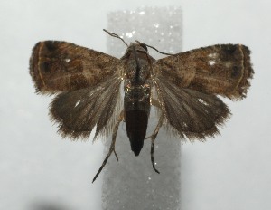  ( - 17-SRNP-101295)  @13 [ ] CreativeCommons - Attribution Non-Commercial Share-Alike (2018) Daniel H. Janzen Guanacaste Dry Forest Conservation Fund