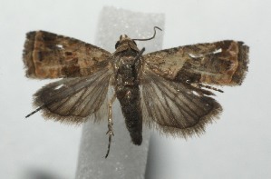  ( - 17-SRNP-101296)  @13 [ ] CreativeCommons - Attribution Non-Commercial Share-Alike (2018) Daniel H. Janzen Guanacaste Dry Forest Conservation Fund