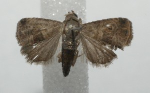  ( - 17-SRNP-101297)  @13 [ ] CreativeCommons - Attribution Non-Commercial Share-Alike (2018) Daniel H. Janzen Guanacaste Dry Forest Conservation Fund