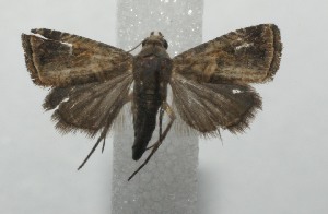  ( - 17-SRNP-101389)  @13 [ ] CreativeCommons - Attribution Non-Commercial Share-Alike (2018) Daniel H. Janzen Guanacaste Dry Forest Conservation Fund