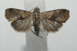  ( - 17-SRNP-101390)  @13 [ ] CreativeCommons - Attribution Non-Commercial Share-Alike (2018) Daniel H. Janzen Guanacaste Dry Forest Conservation Fund