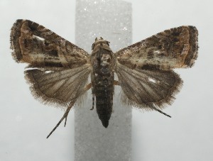  ( - 17-SRNP-101391)  @13 [ ] CreativeCommons - Attribution Non-Commercial Share-Alike (2018) Daniel H. Janzen Guanacaste Dry Forest Conservation Fund