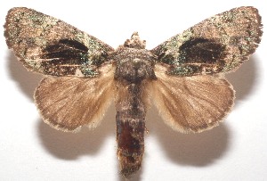  ( - 17-SRNP-103625)  @14 [ ] CreativeCommons - Attribution Non-Commercial Share-Alike (2018) Daniel H. Janzen Guanacaste Dry Forest Conservation Fund