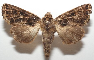  ( - 17-SRNP-104477)  @11 [ ] CreativeCommons - Attribution Non-Commercial Share-Alike (2018) Daniel H. Janzen Guanacaste Dry Forest Conservation Fund