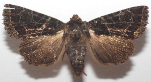  ( - 17-SRNP-105497)  @11 [ ] CreativeCommons - Attribution Non-Commercial Share-Alike (2018) Daniel H. Janzen Guanacaste Dry Forest Conservation Fund