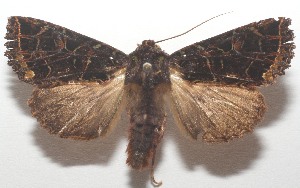  ( - 17-SRNP-105500)  @11 [ ] CreativeCommons - Attribution Non-Commercial Share-Alike (2018) Daniel H. Janzen Guanacaste Dry Forest Conservation Fund