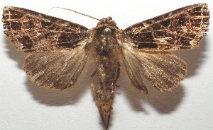  ( - 17-SRNP-105523)  @11 [ ] CreativeCommons - Attribution Non-Commercial Share-Alike (2018) Daniel H. Janzen Guanacaste Dry Forest Conservation Fund