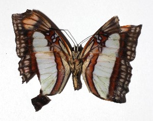  (Adelpha Janzen01 - 17-SRNP-958)  @11 [ ] CreativeCommons  Attribution Non-Commercial Share-Alike (2019) Daniel H. Janzen Guanacaste Dry Forest Conservation Fund