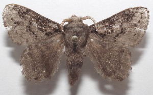  ( - 18-SRNP-106923)  @11 [ ] CreativeCommons  Attribution Non-Commercial Share-Alike (2023) Daniel H. Janzen Guanacaste Dry Forest Conservation Fund