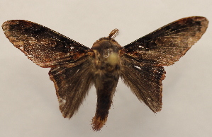  ( - 18-SRNP-2334)  @11 [ ] CreativeCommons  Attribution Non-Commercial Share-Alike (2023) Daniel H. Janzen Guanacaste Dry Forest Conservation Fund