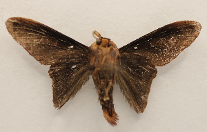  ( - 18-SRNP-2334)  @11 [ ] CreativeCommons  Attribution Non-Commercial Share-Alike (2023) Daniel H. Janzen Guanacaste Dry Forest Conservation Fund