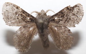  ( - 19-SRNP-103522)  @11 [ ] CreativeCommons  Attribution Non-Commercial Share-Alike (2023) Daniel H. Janzen Guanacaste Dry Forest Conservation Fund