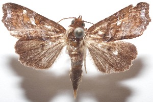  ( - 19-SRNP-104079)  @11 [ ] CreativeCommons  Attribution Non-Commercial Share-Alike (2023) Daniel H. Janzen Guanacaste Dry Forest Conservation Fund