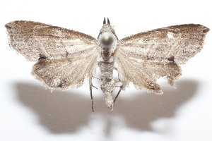  ( - 19-SRNP-104455)  @11 [ ] CreativeCommons  Attribution Non-Commercial Share-Alike (2023) Daniel H. Janzen Guanacaste Dry Forest Conservation Fund