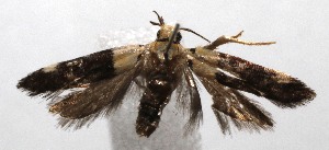  ( - 19-SRNP-105439)  @11 [ ] CreativeCommons  Attribution Non-Commercial Share-Alike (2023) Daniel H. Janzen Guanacaste Dry Forest Conservation Fund