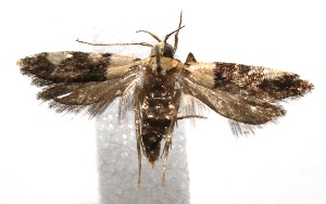  ( - 19-SRNP-105683)  @11 [ ] CreativeCommons  Attribution Non-Commercial Share-Alike (2023) Daniel H. Janzen Guanacaste Dry Forest Conservation Fund