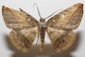  ( - 20-SRNP-102160)  @11 [ ] CreativeCommons  Attribution Non-Commercial Share-Alike (2023) Daniel H. Janzen Guanacaste Dry Forest Conservation Fund