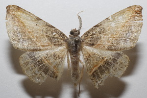  ( - 20-SRNP-102926)  @11 [ ] CreativeCommons  Attribution Non-Commercial Share-Alike (2023) Daniel H. Janzen Guanacaste Dry Forest Conservation Fund