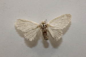  (Thoscora Janzen2366 - 20-SRNP-27158)  @11 [ ] CreativeCommons  Attribution Non-Commercial Share-Alike (2023) Daniel H. Janzen Guanacaste Dry Forest Conservation Fund