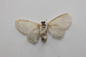  ( - 20-SRNP-27158)  @11 [ ] CreativeCommons  Attribution Non-Commercial Share-Alike (2023) Daniel H. Janzen Guanacaste Dry Forest Conservation Fund