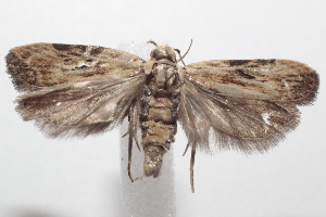  (lepJanzen01 Janzen01 - 21-SRNP-101058)  @11 [ ] CreativeCommons  Attribution Non-Commercial Share-Alike (2023) Daniel H. Janzen Guanacaste Dry Forest Conservation Fund